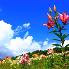 Sky, lilies, Meadow