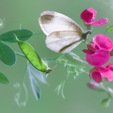 Colourfull Flowers, butterfly, Small White, peas