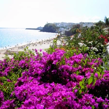 sea, Flowers, Spain, Beaches
