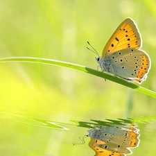butterfly, grass, reflection, stalk