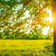 grass, oak, Sunlight, trees