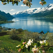 twig, lake, trees, viewes, blooming, Mountains