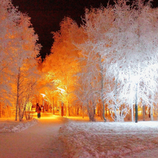 trees, viewes, winter, White, Park