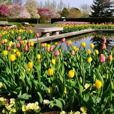 Tulips, Park, color