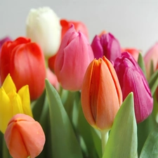 color, Tulips