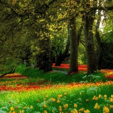Park, viewes, Tulips, trees