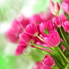 Pink, Tulips