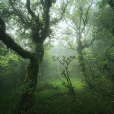Fog, trees, Andalusia, viewes, forest, grass, Spain