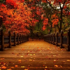 trees, Park, Leaf, color, bridge, viewes, autumn