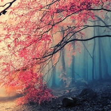 viewes, autumn, Fog, trees, forest