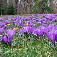 crocuses, trees, viewes, grass