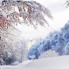 forest, winter, viewes, Home, trees, snow