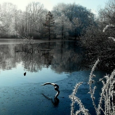 viewes, winter, lake, trees, Park