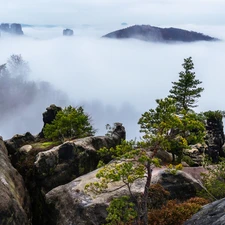 viewes, trees, forest, rocks, Saxony, Germany, Děčínská vrchovina, Saxon Switzerland National Park, Fog