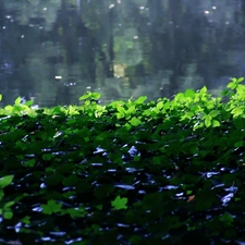 ivy, water