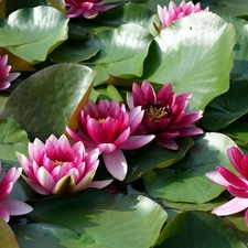 Pink, Water lilies, Leaf, Flowers
