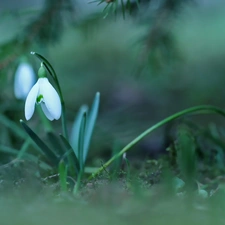Colourfull Flowers, Snowdrop, White