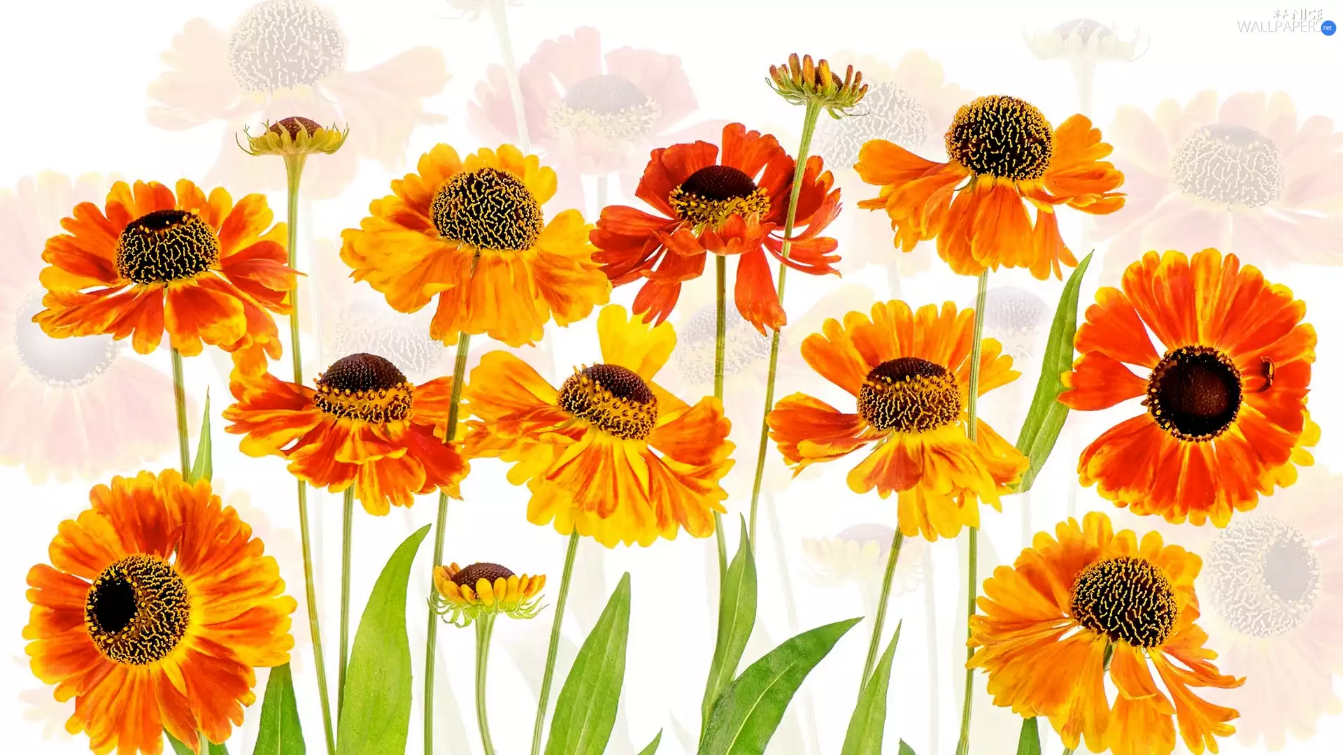 2D, Flowers, Helenium