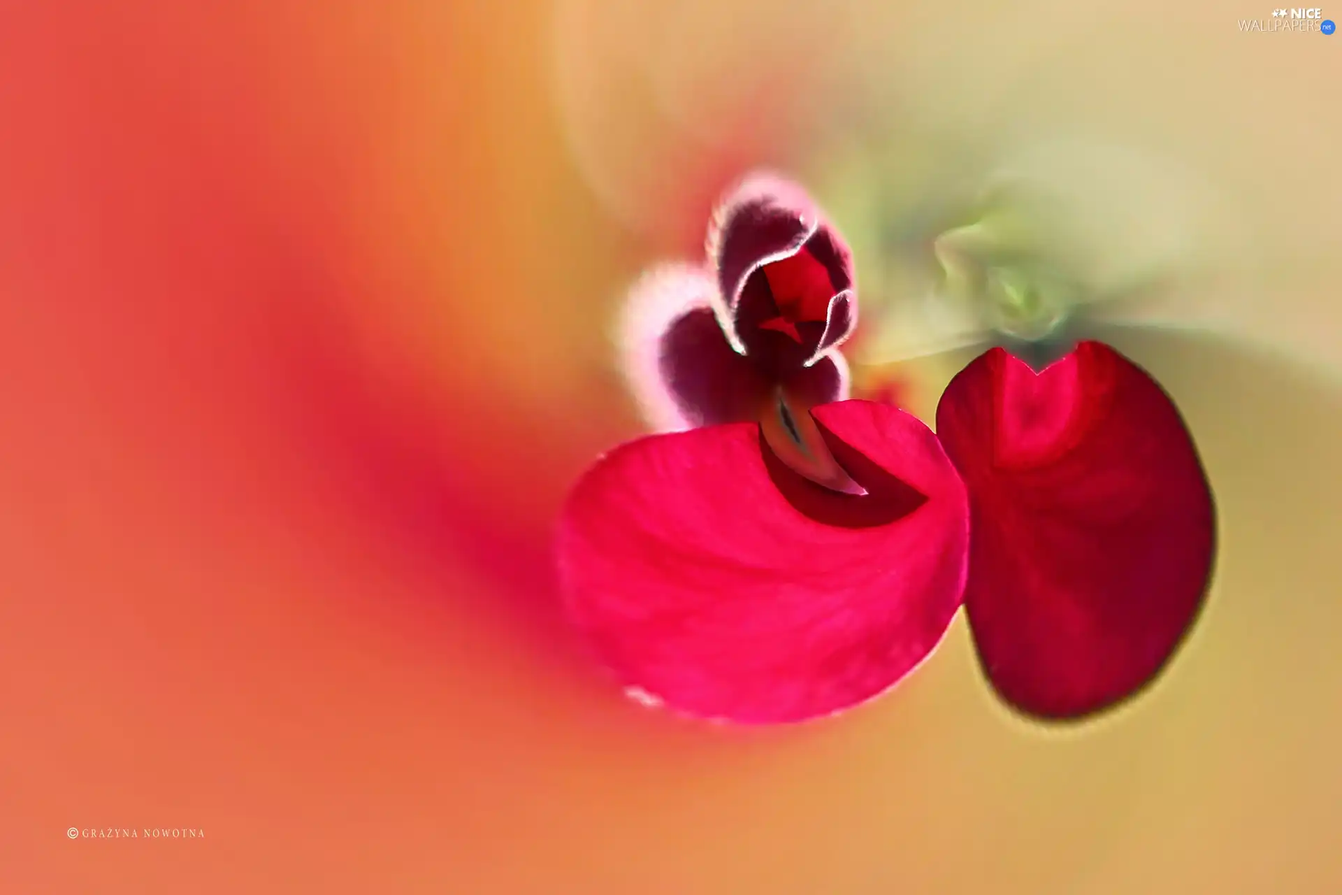 abstraction, Coloured, graphics