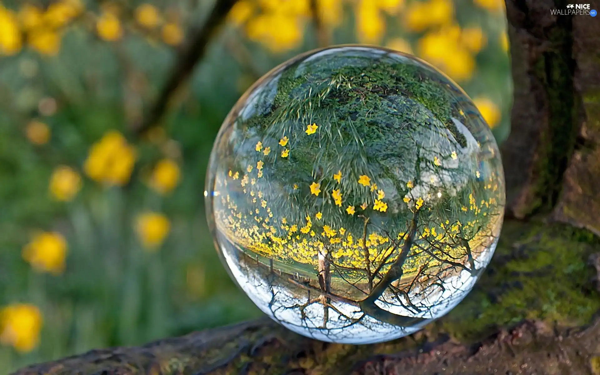 trees, reflection, abstraction, Orb