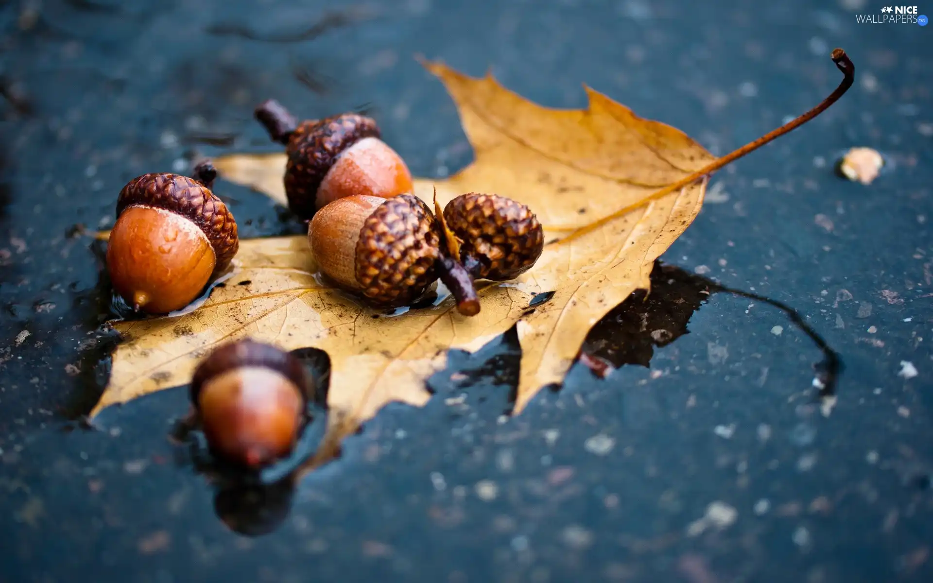 Acorns, leaf, oak