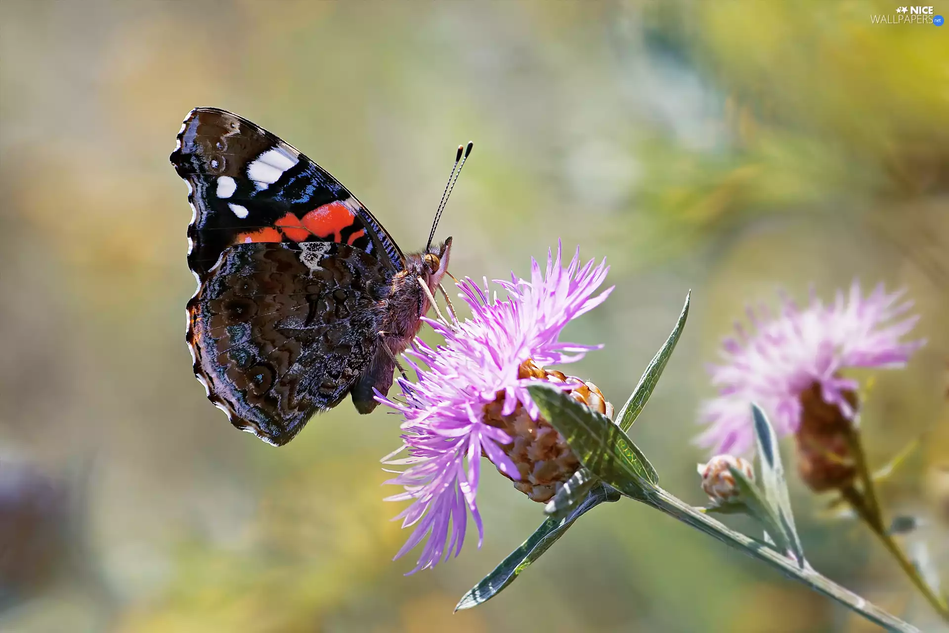 fuzzy, background, Mermaid Admiral, Flowers, butterfly