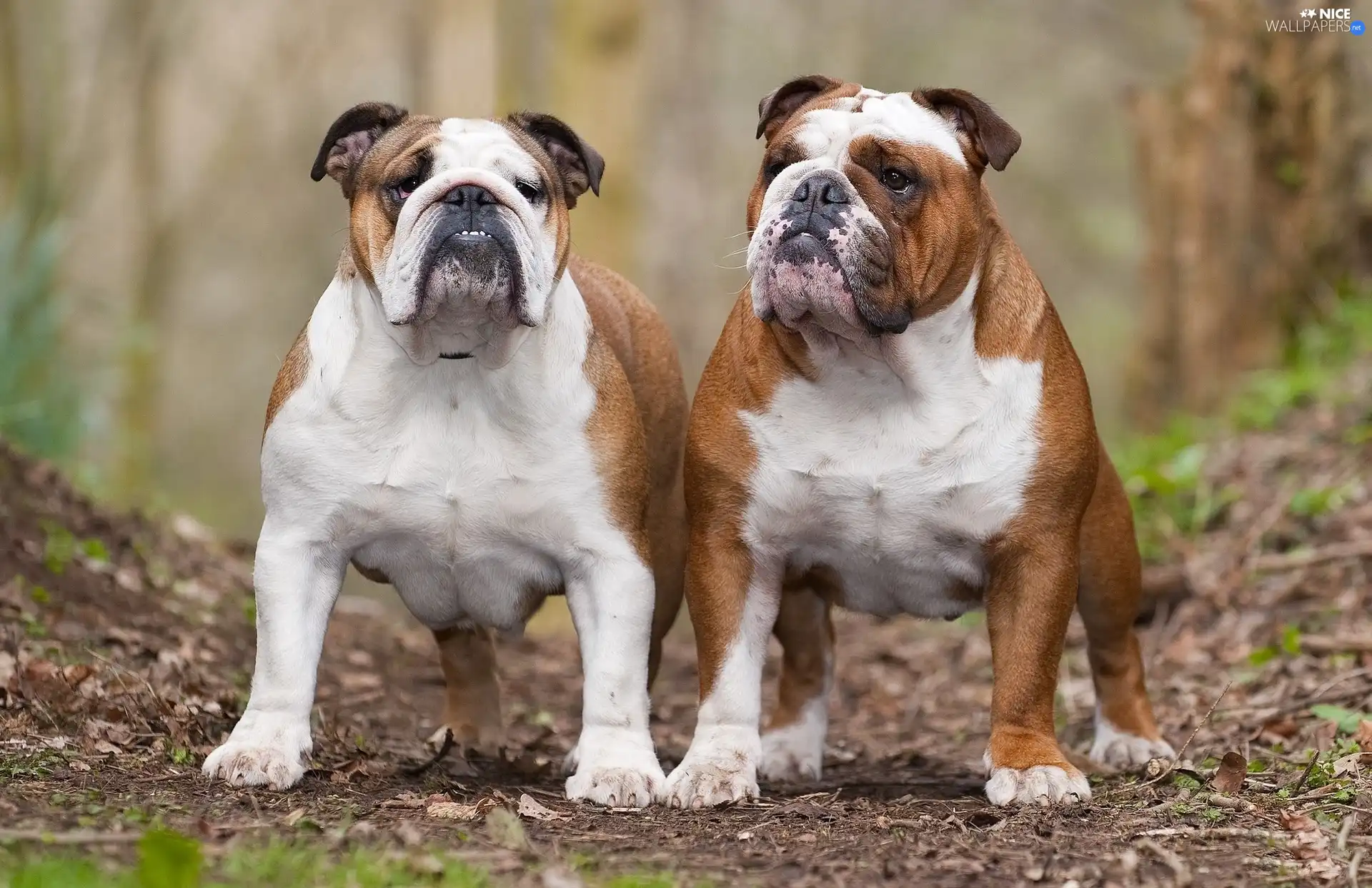 Bulldogs, Two cars, adult