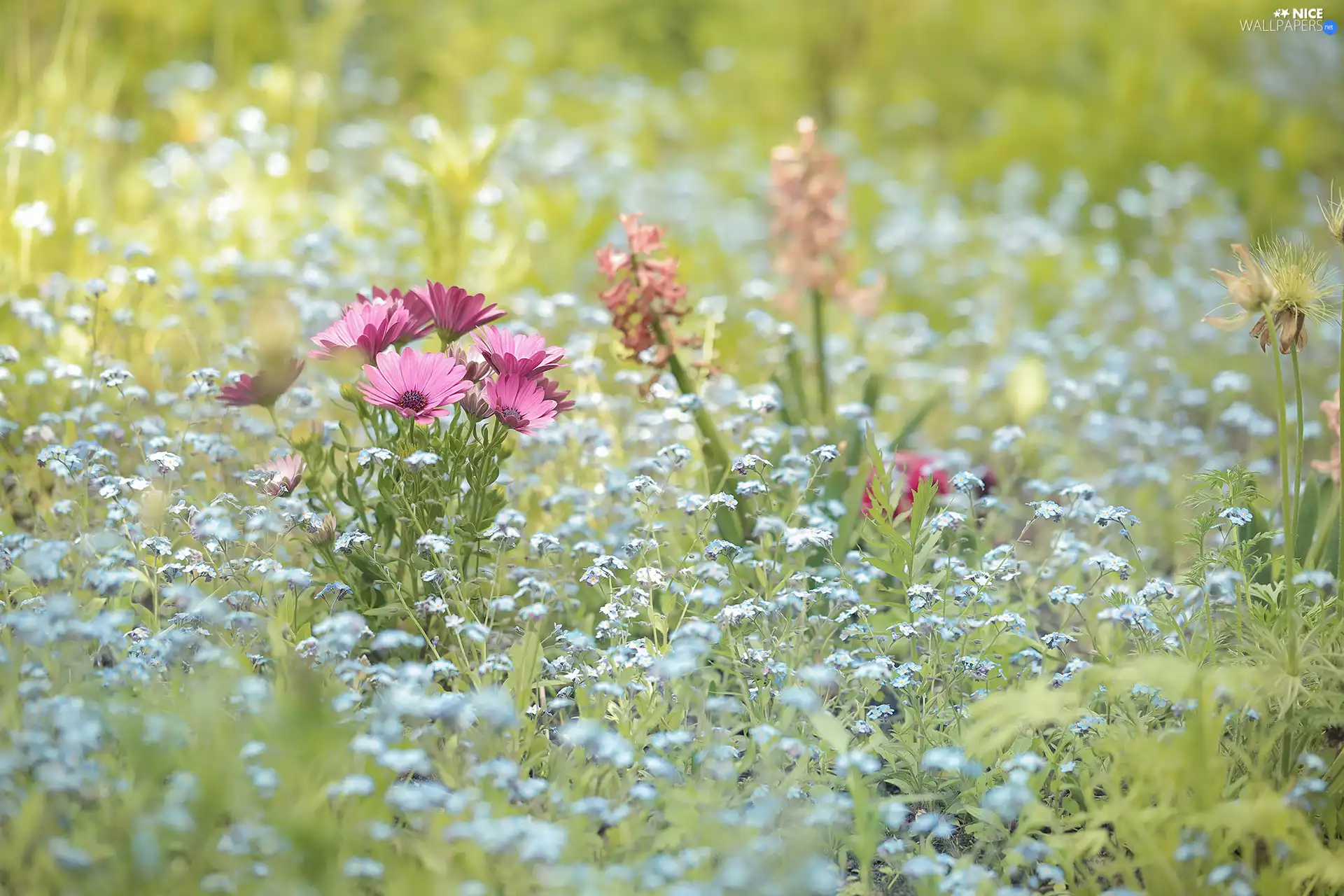 Pink, African Daisies, Forget, Flowers