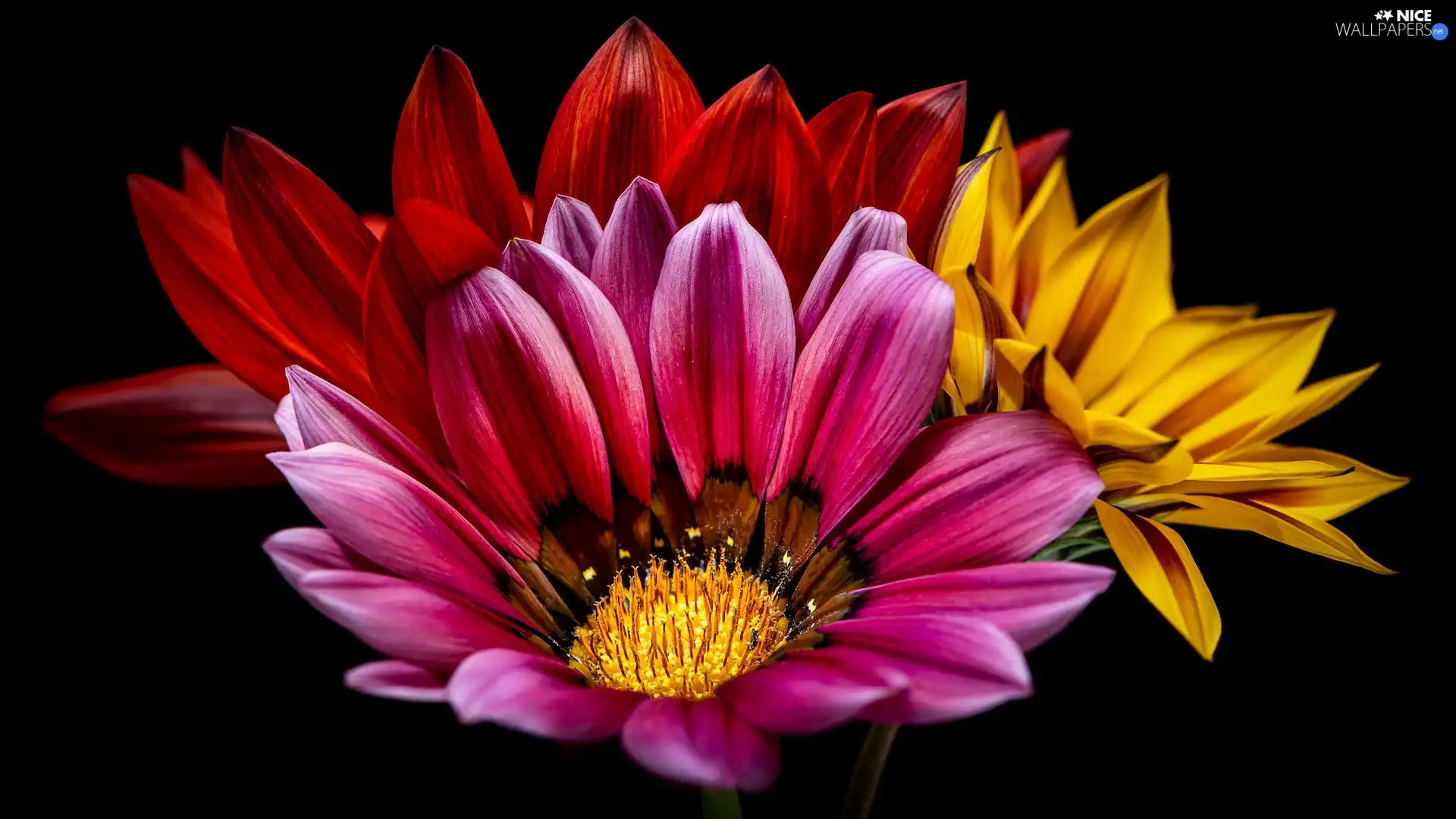 Black, background, color, African Daisies, Flowers
