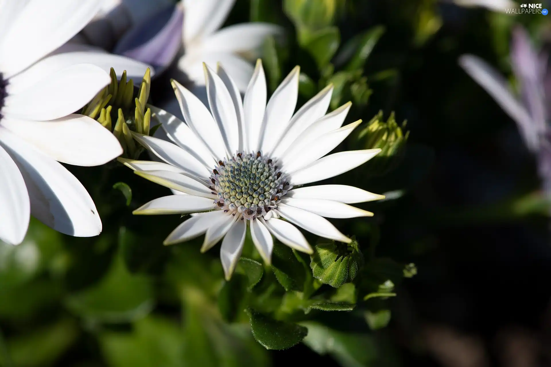 African Daisy, Buds, luminosity, ligh, flash, Flowers, White, sun