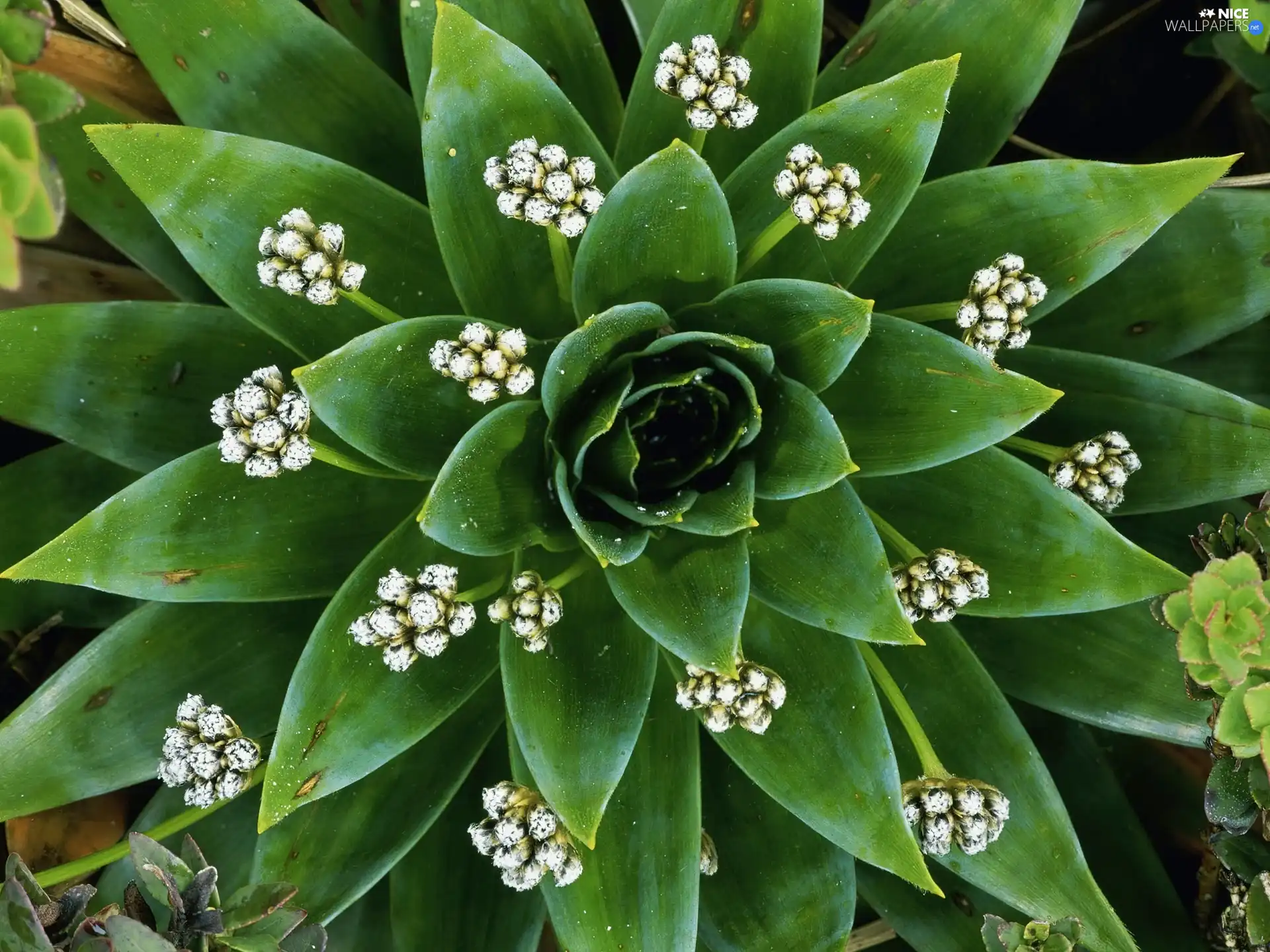 Cactus, agave