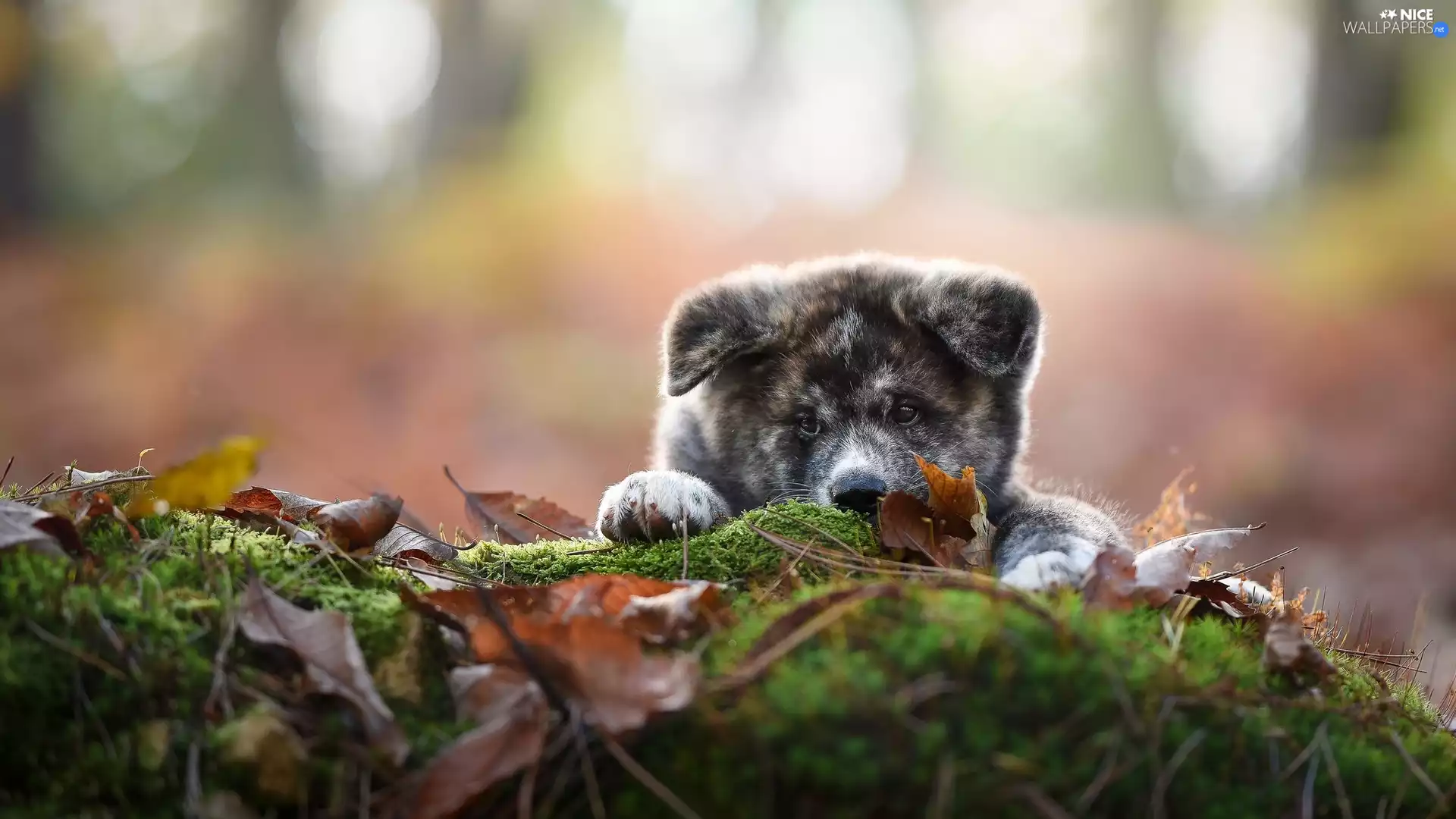 Puppy, litter, Leaf, Akita inu Face