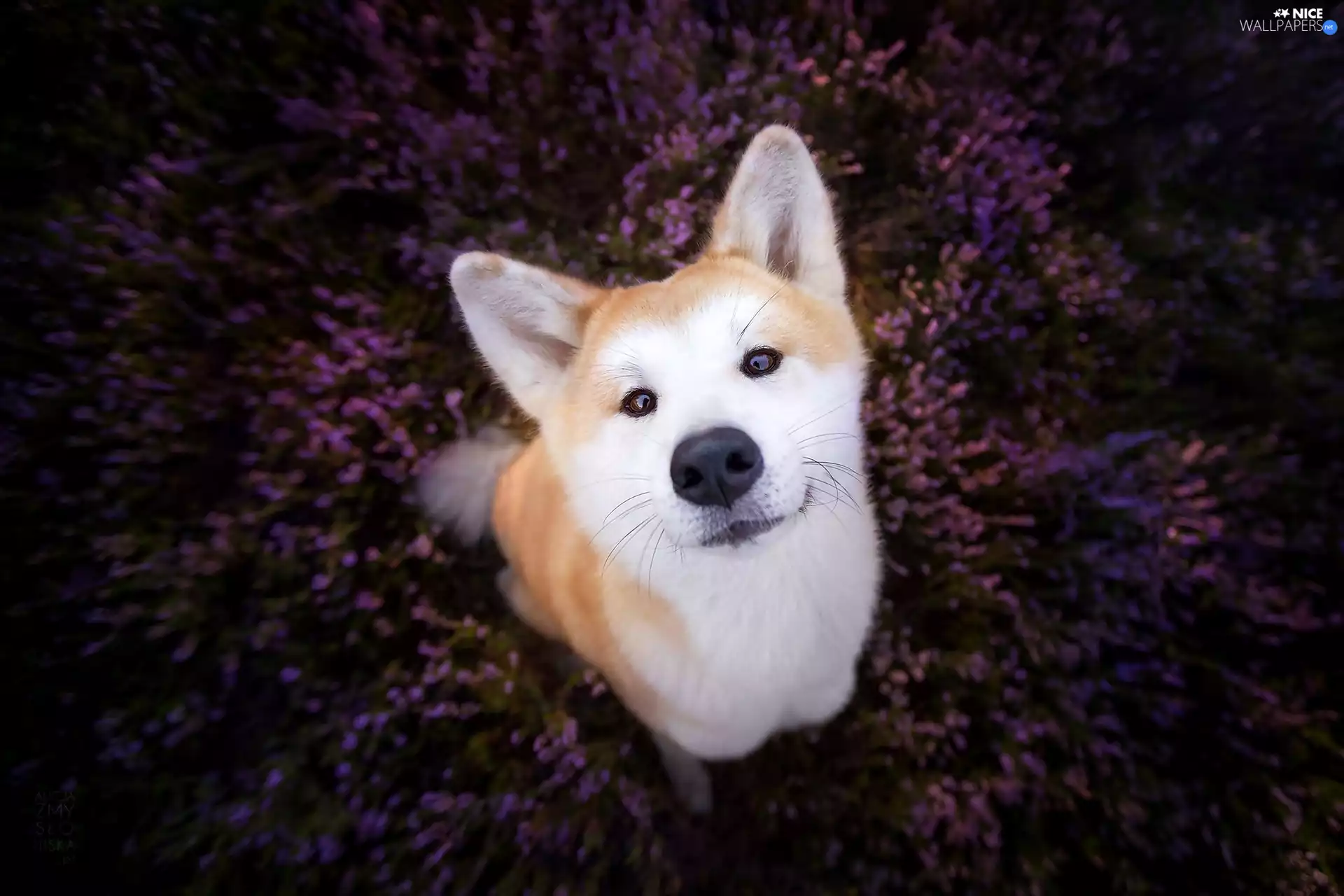Akita Inu, heather