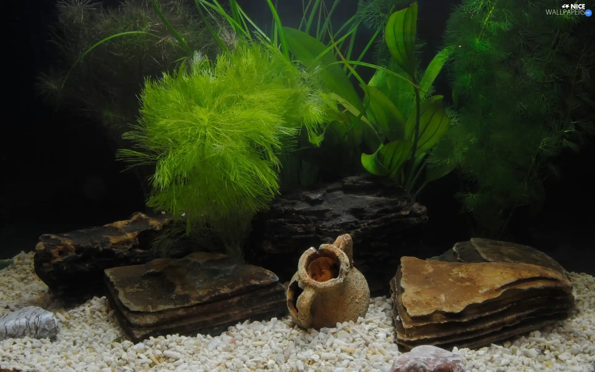 algae, aquarium, bottom