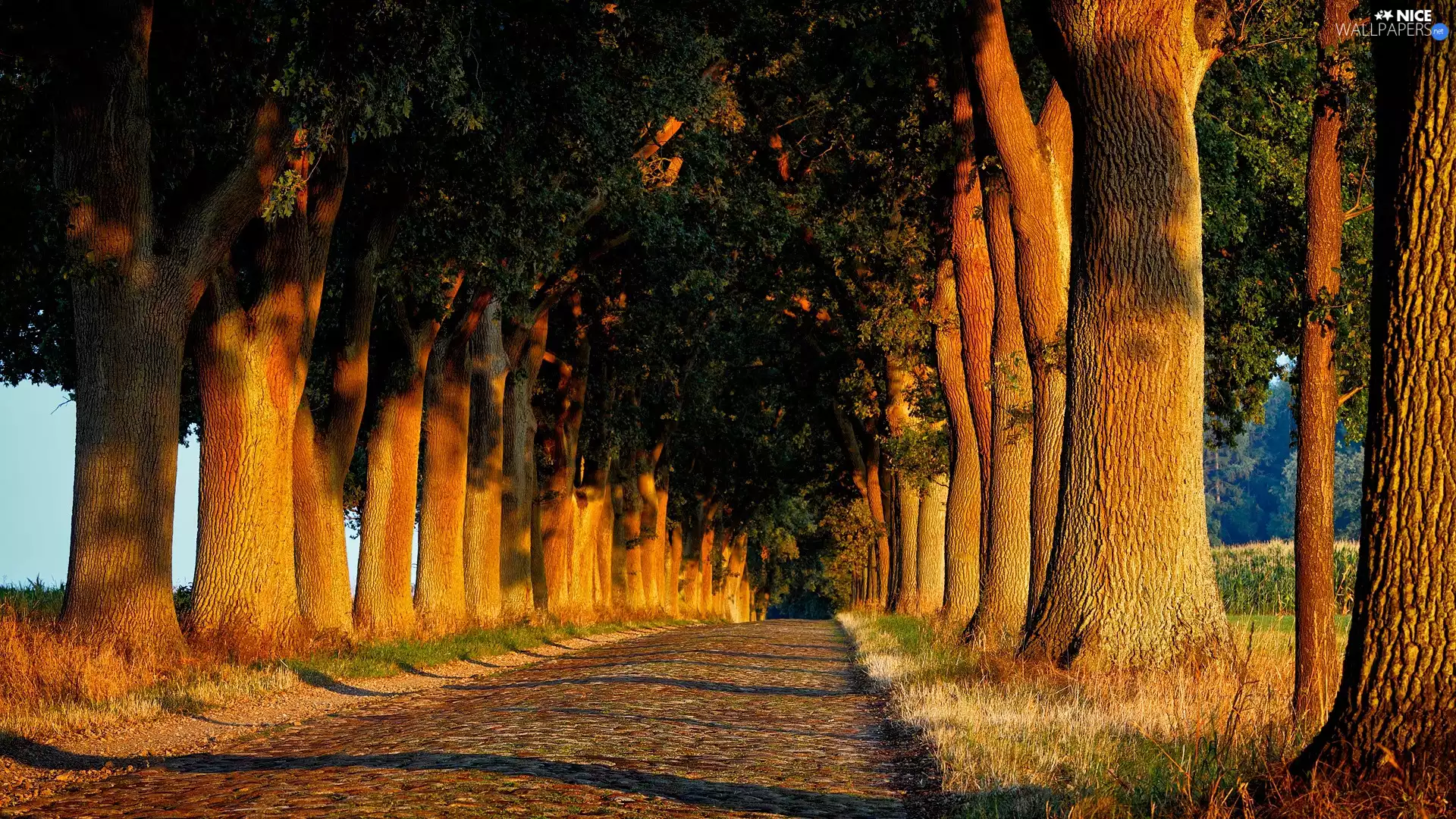 viewes, alley, hedge, trees, Way