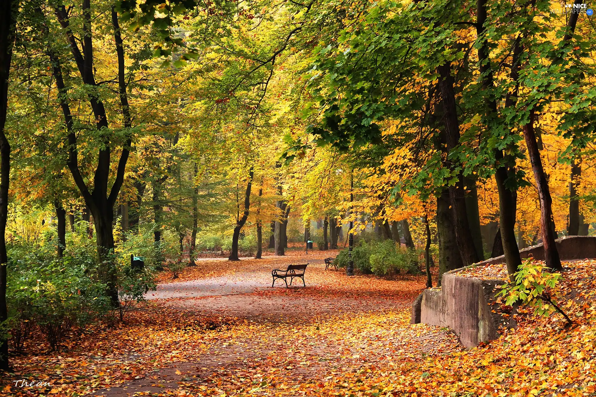 Park, bench, alley, autumn