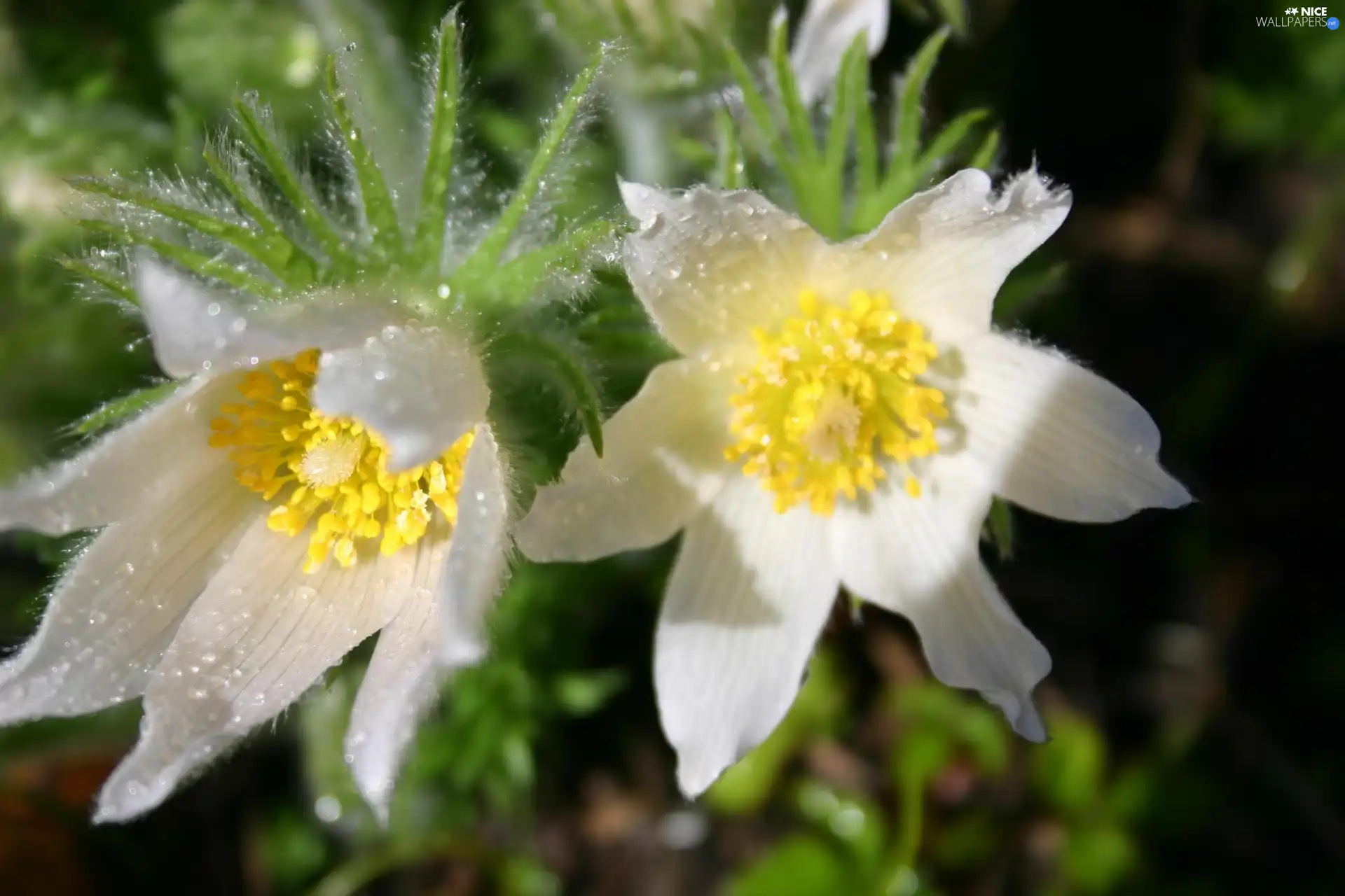 alpine pasque