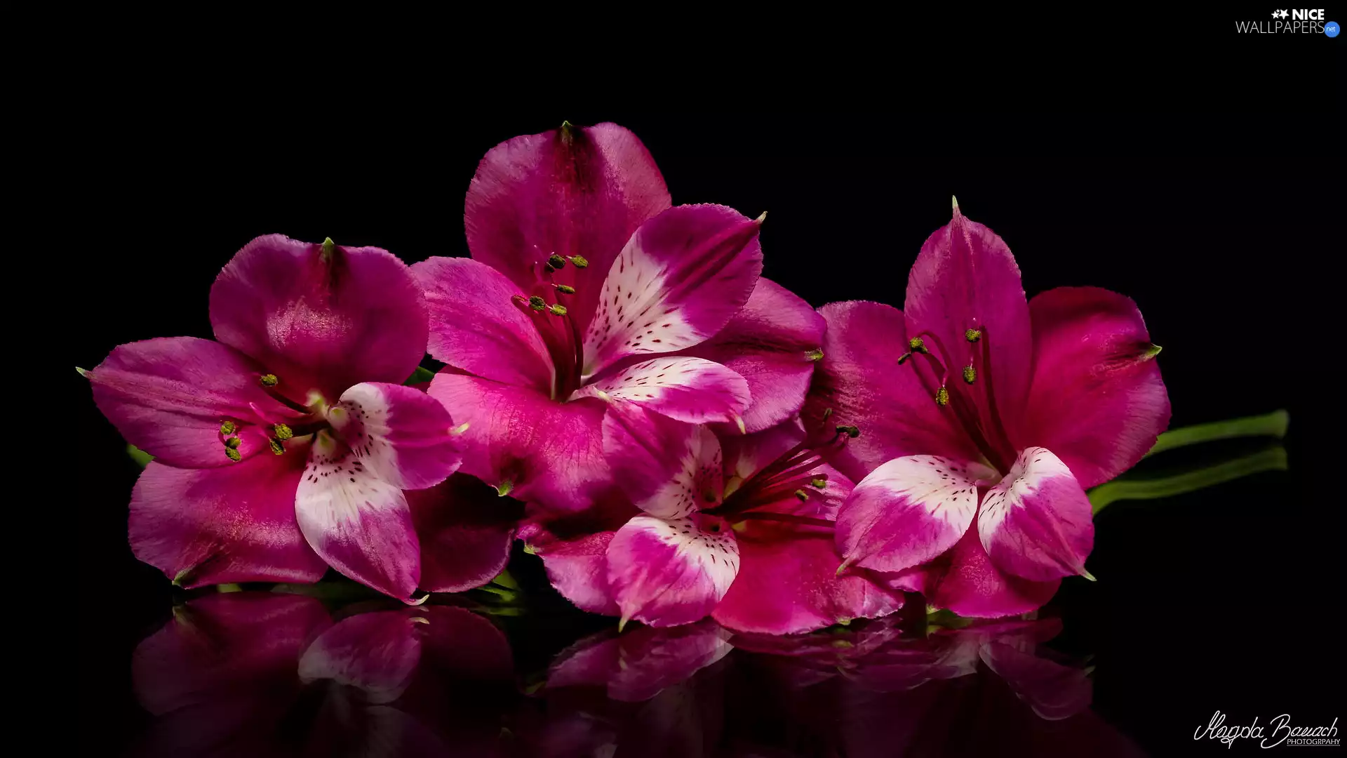Alstroemeria, Pink, Flowers