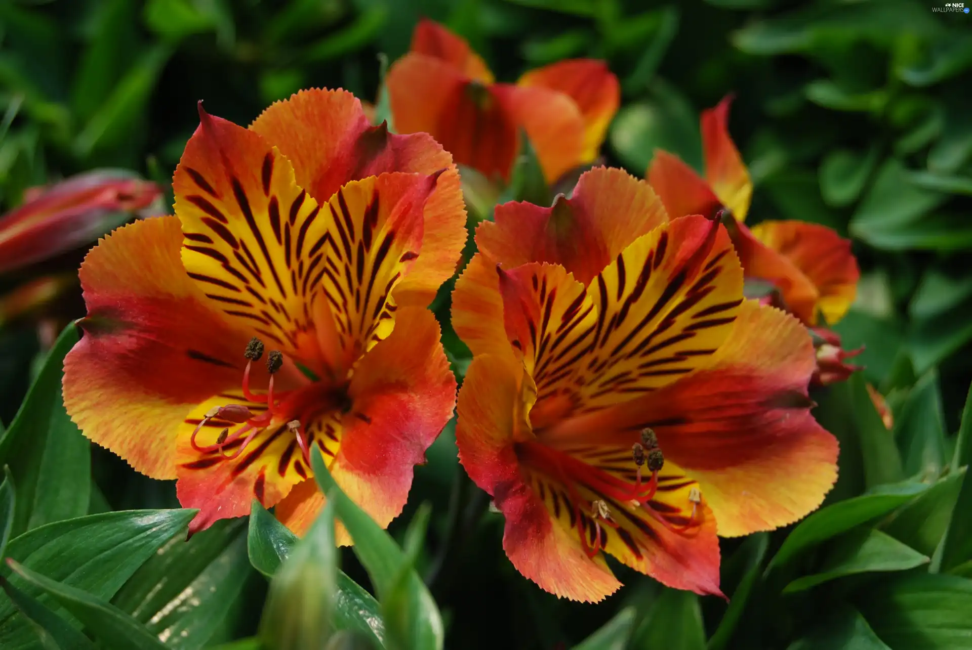 Alstroemeria, Red, Flowers