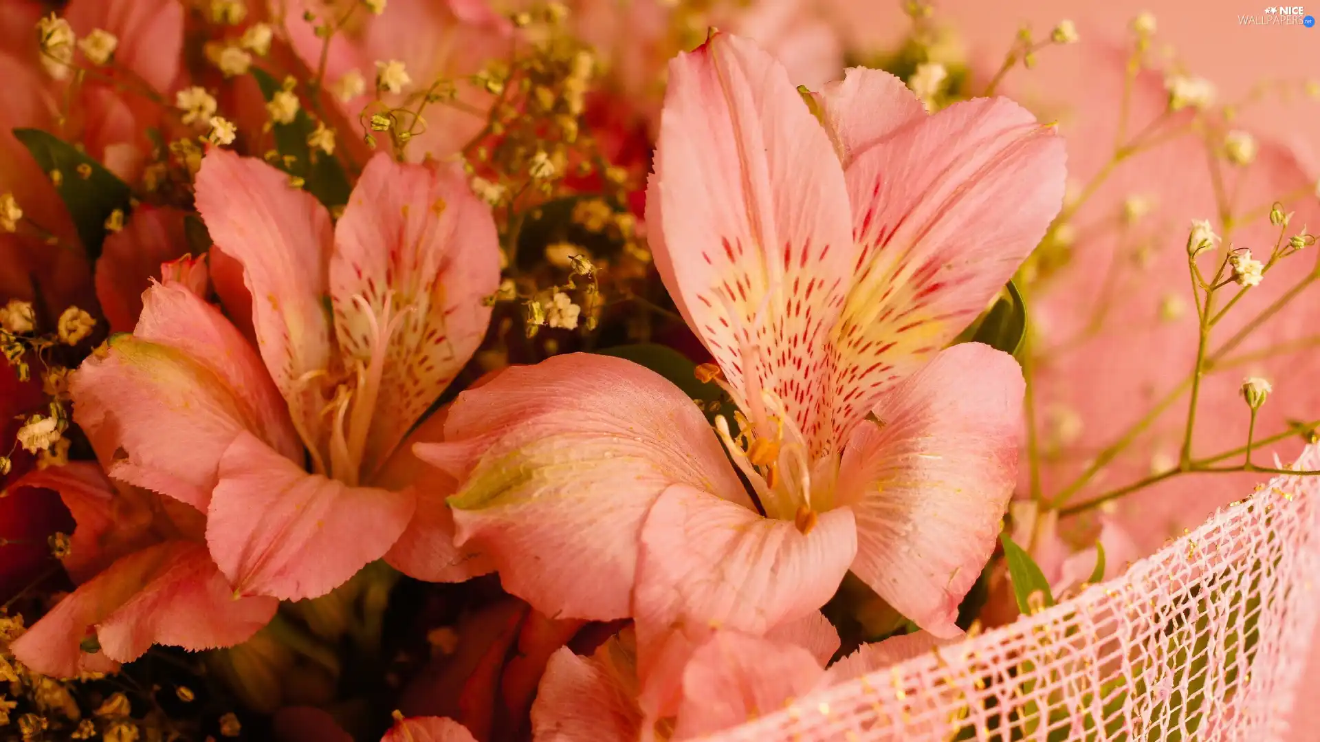 Alstroemeria, Flowers, Pink