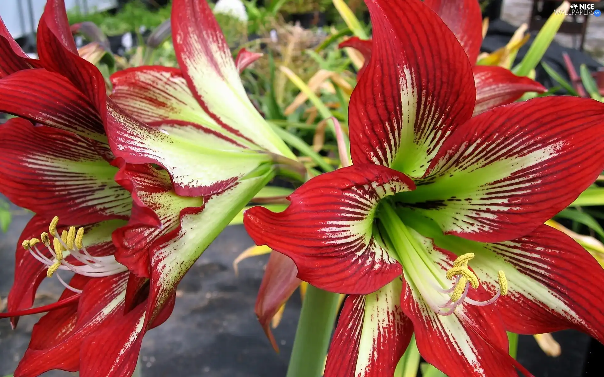 Flowers, amaryllis