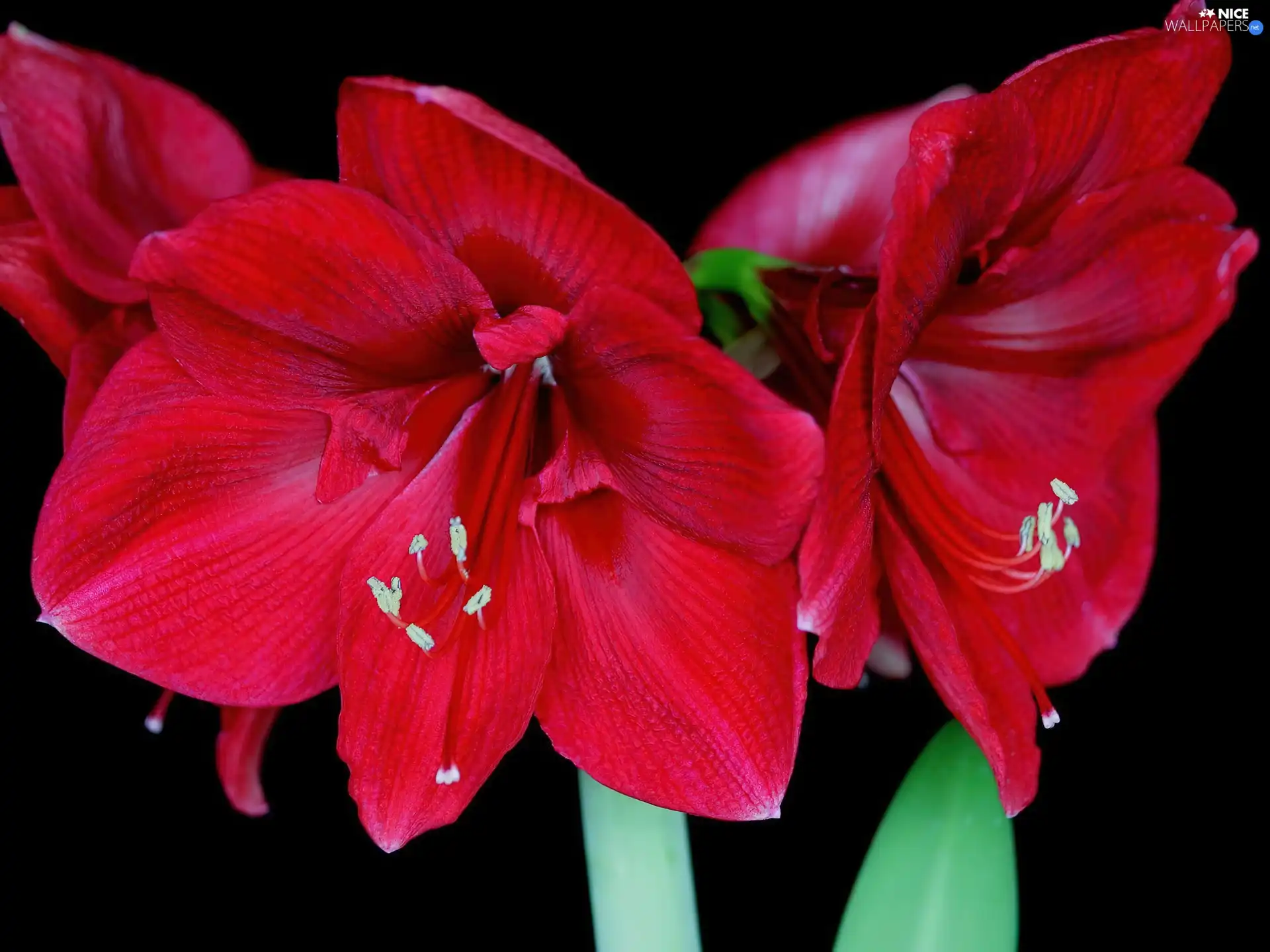 Red, amaryllis