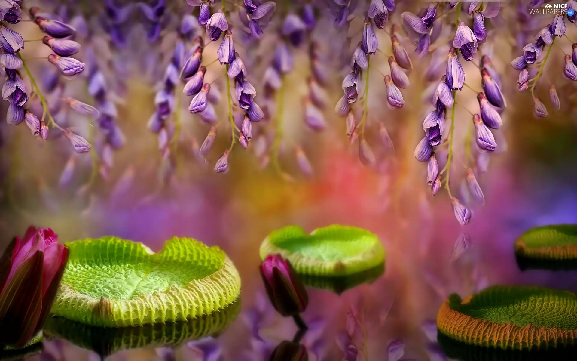 Flowers, Victoria Amazonica, Amazonian Leaves, wistaria