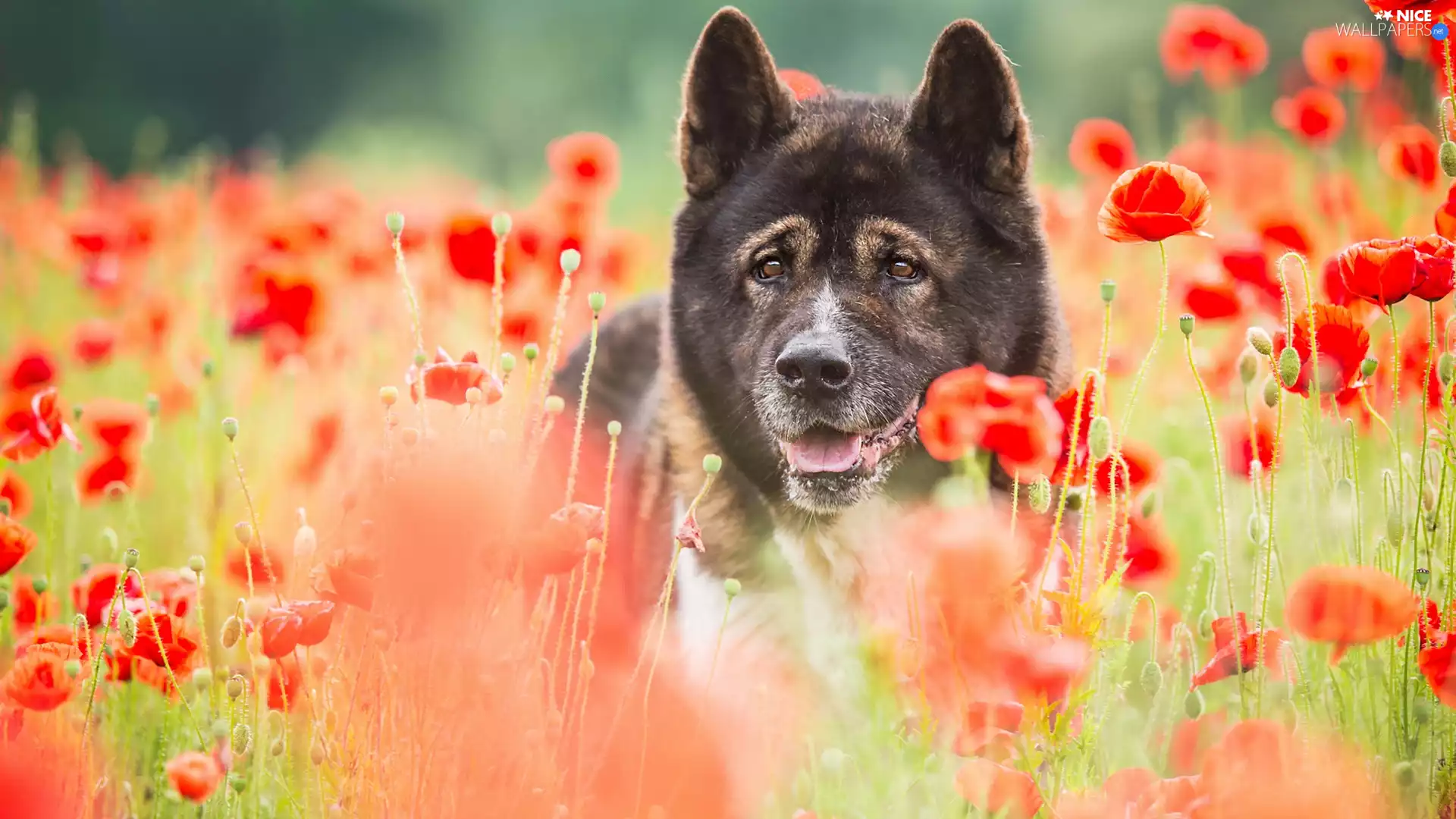 Brown, American akita, papavers, dog