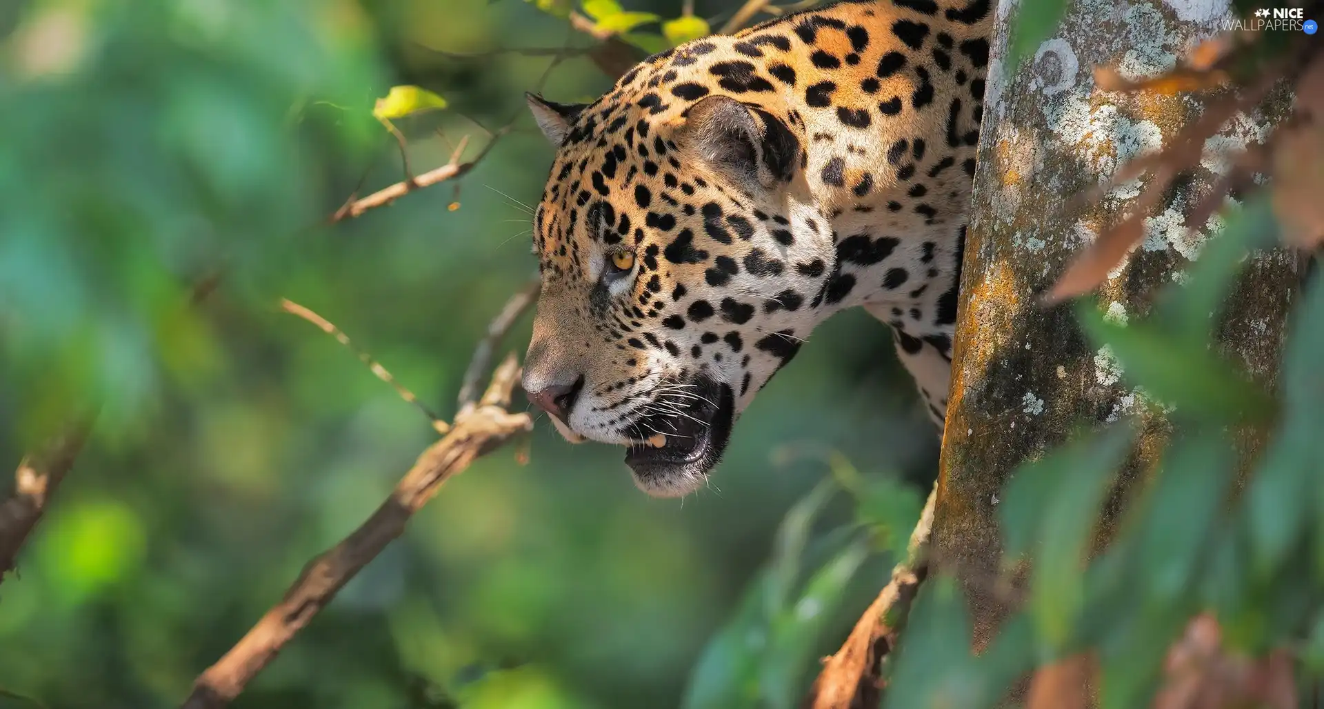American Leopard, trees