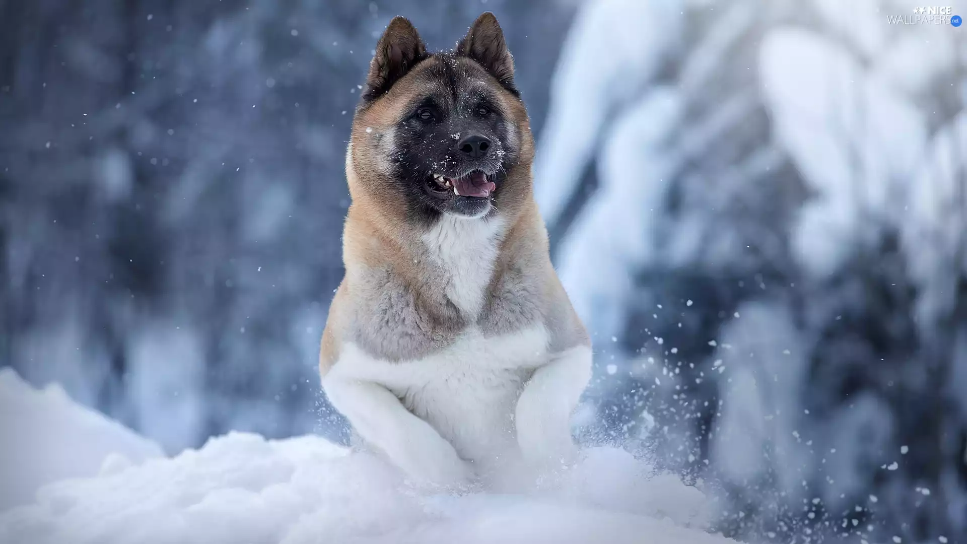 snow, rapprochement, dog, American akita, winter
