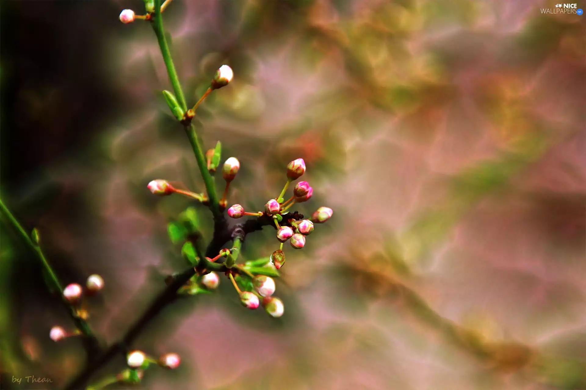 donuts, tree, fruit, an