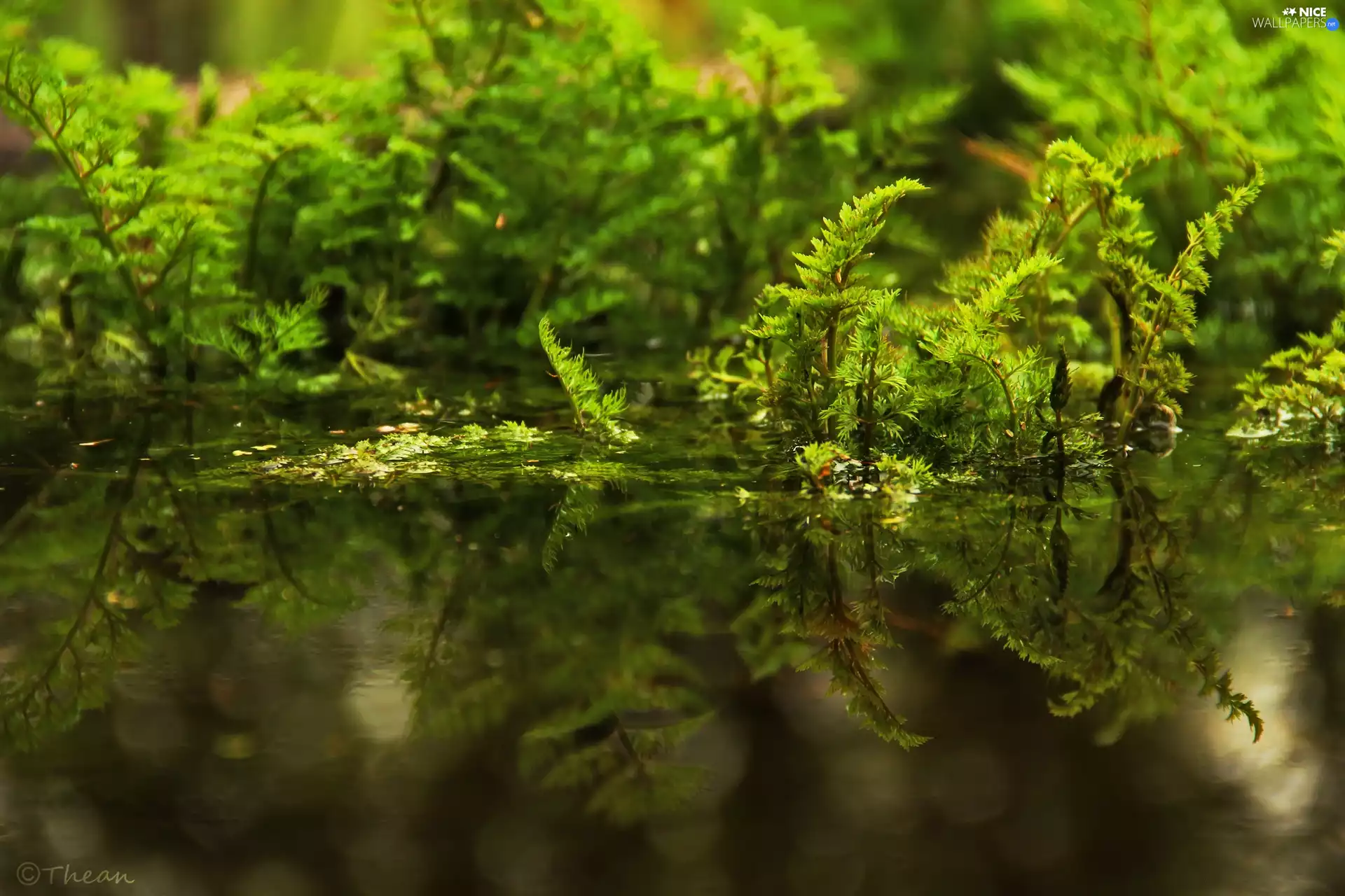 Plants, water, reflection, an