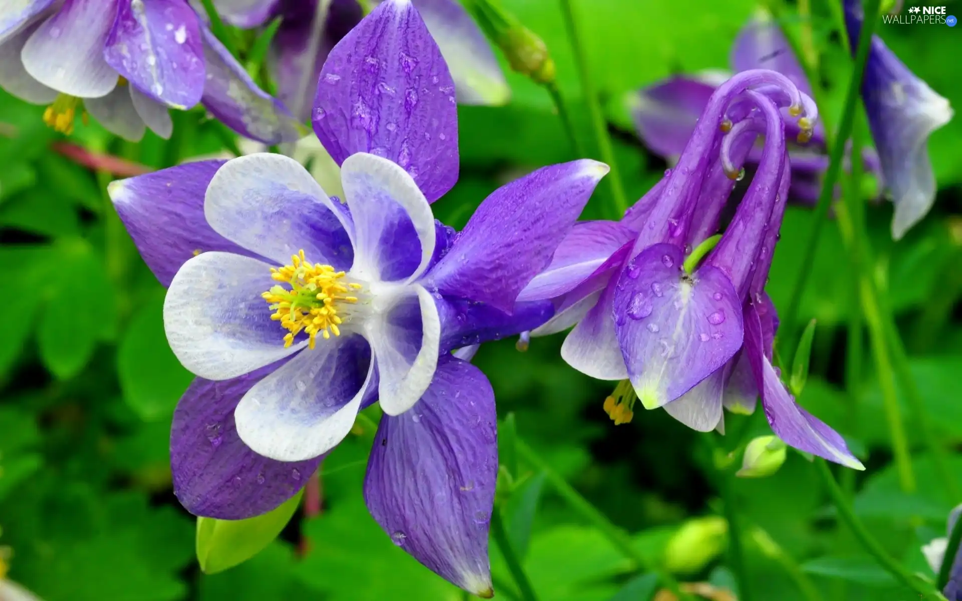 ancolie, Flowers, Violet