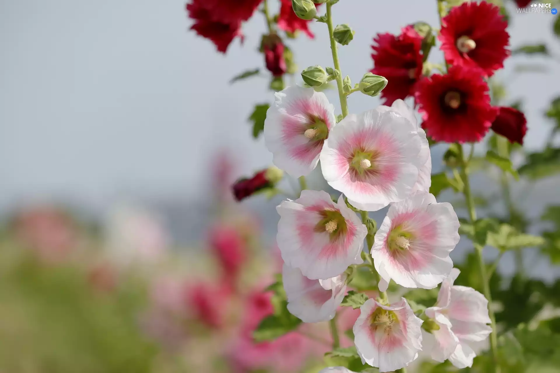 white and pink, Flowers, Hollyhocks